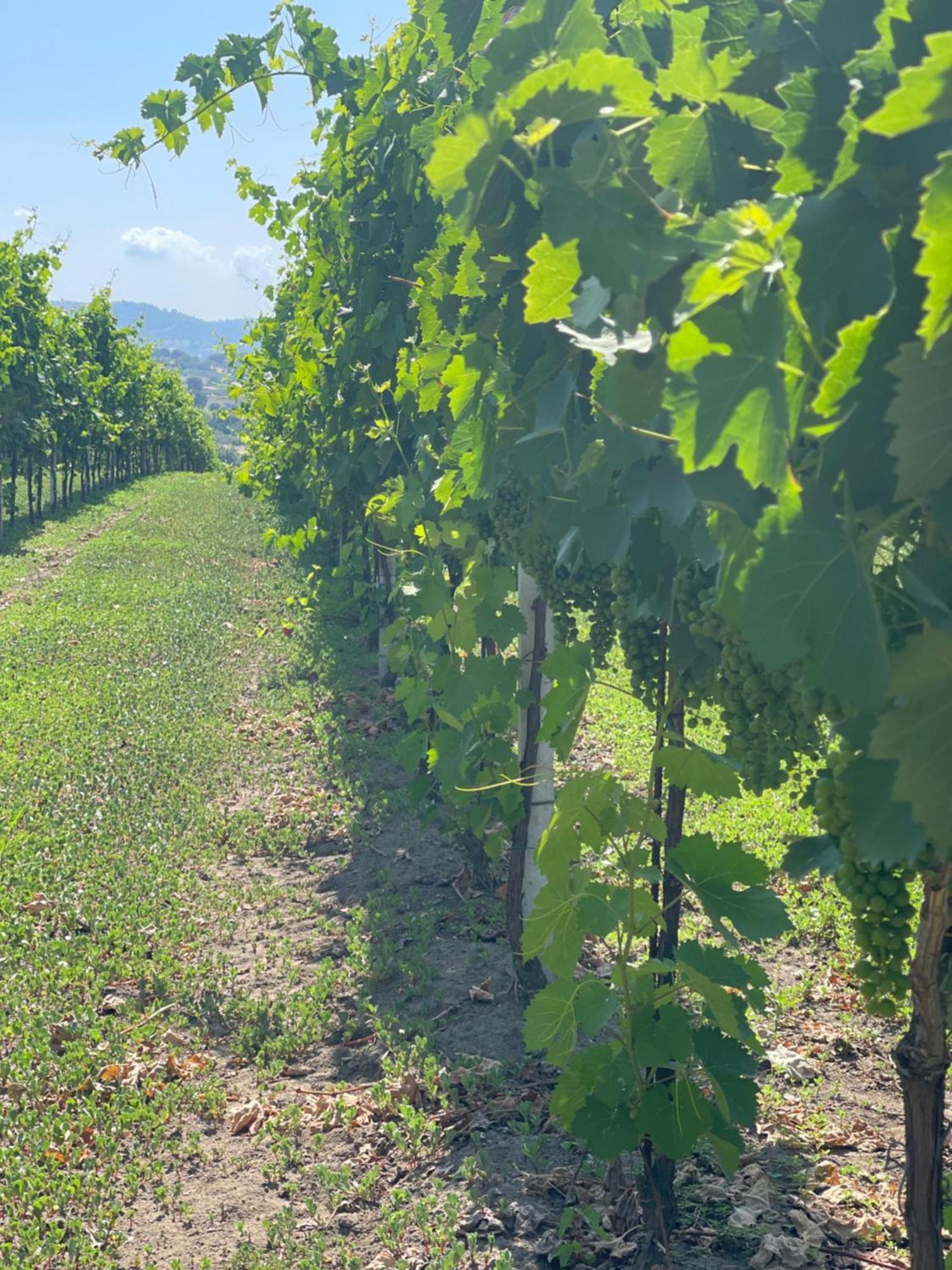 Azienda Agricola Ponterotto Mirabella Eclano Luaran gambar
