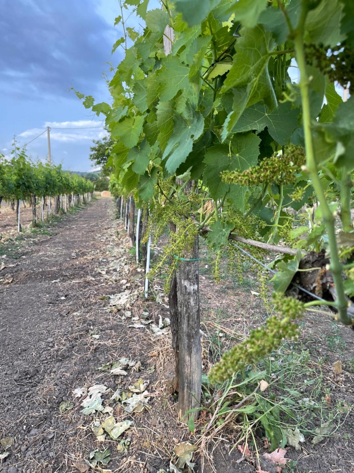 Azienda Agricola Ponterotto Mirabella Eclano Luaran gambar