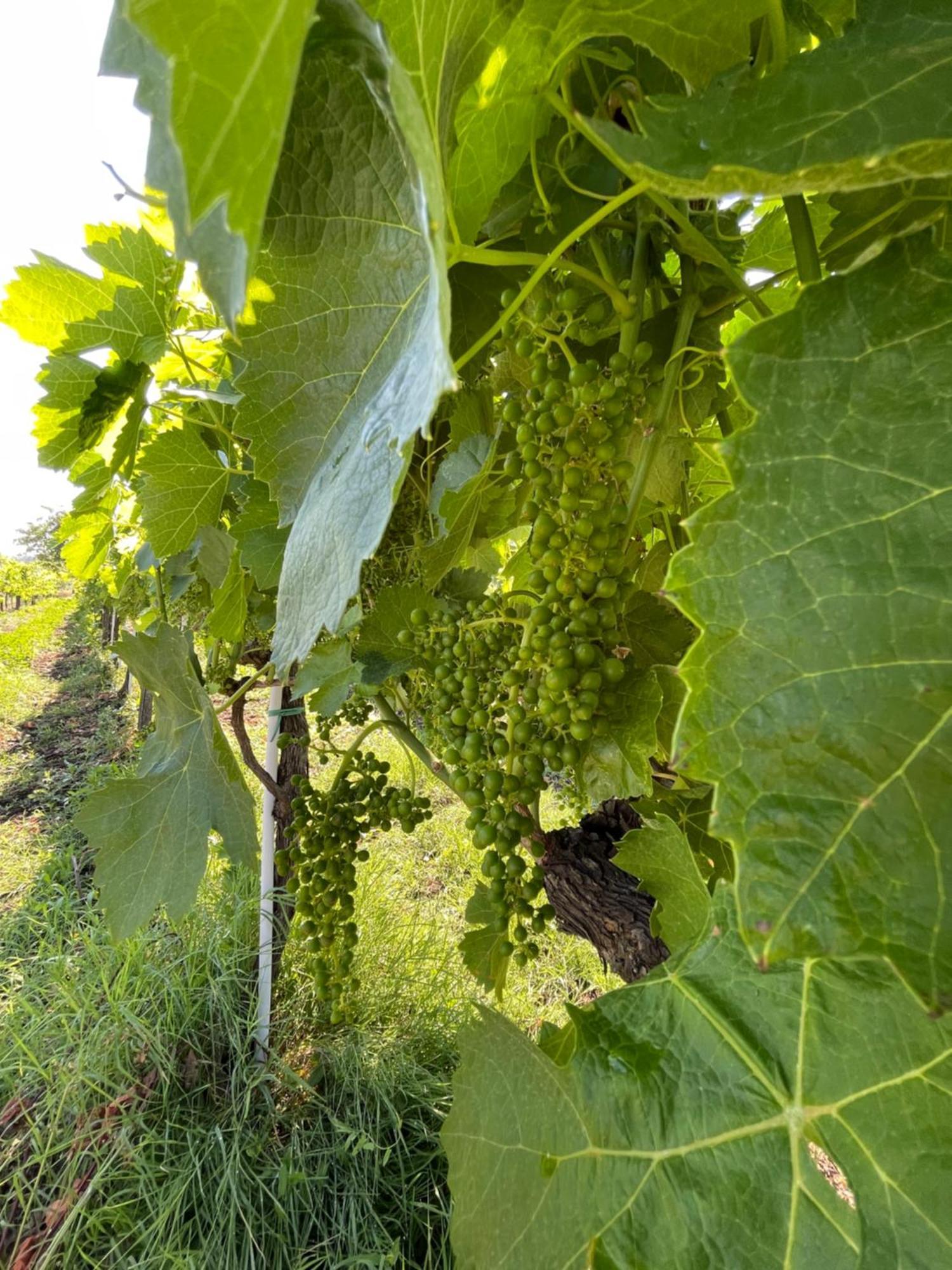 Azienda Agricola Ponterotto Mirabella Eclano Luaran gambar