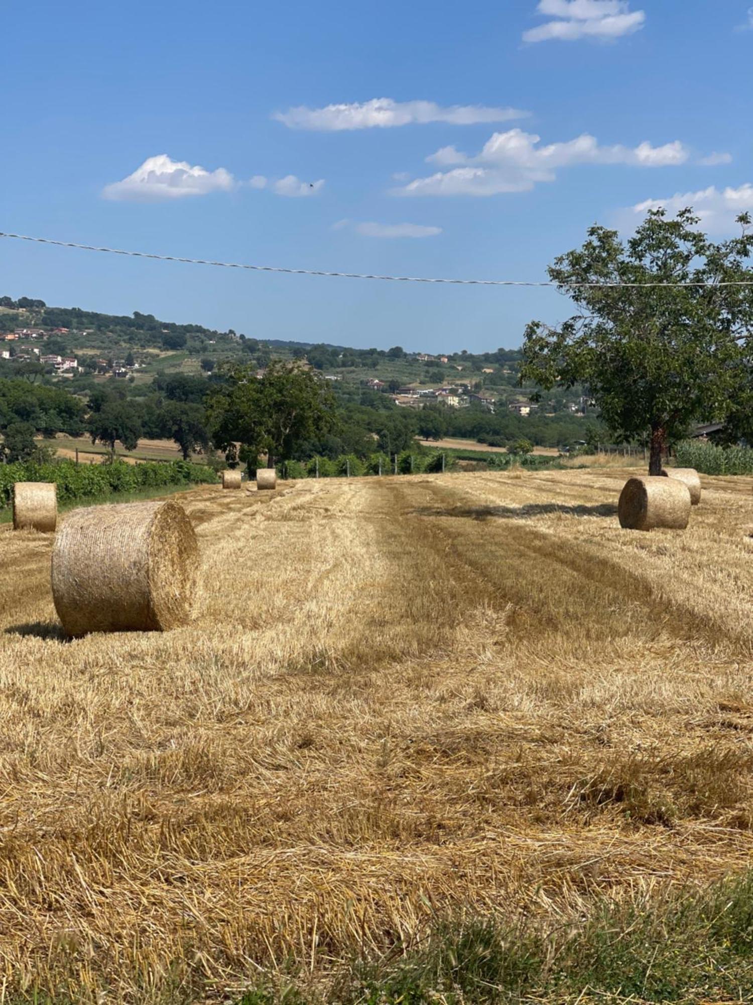 Azienda Agricola Ponterotto Mirabella Eclano Luaran gambar