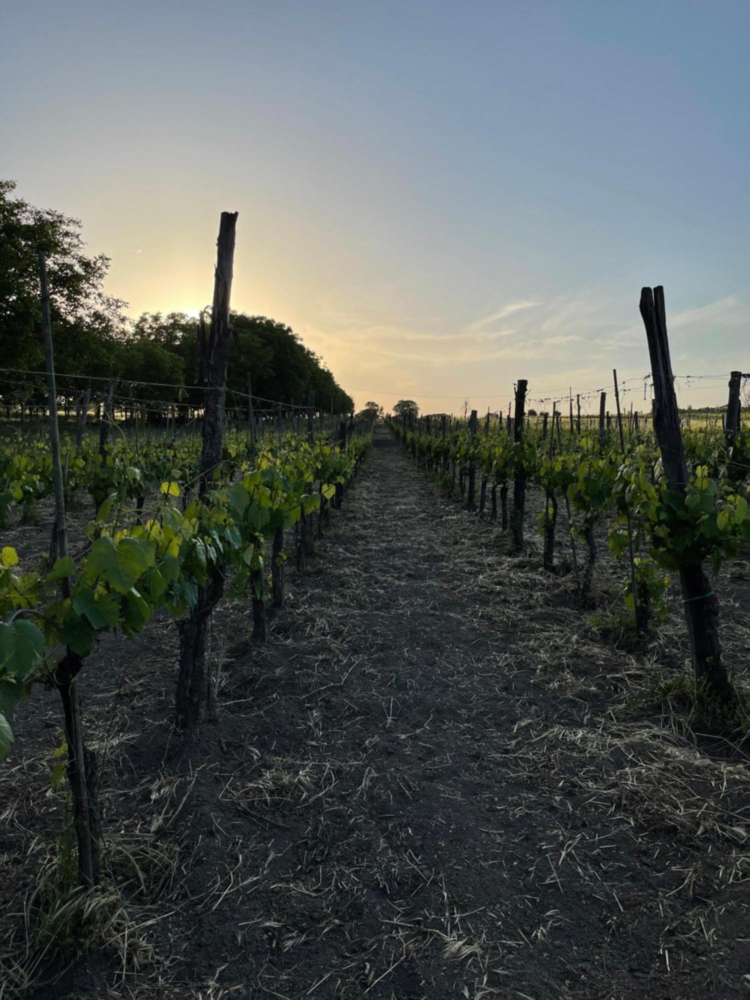 Azienda Agricola Ponterotto Mirabella Eclano Luaran gambar