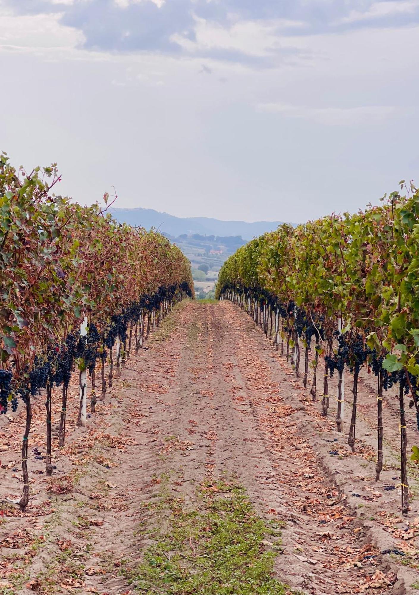 Azienda Agricola Ponterotto Mirabella Eclano Luaran gambar