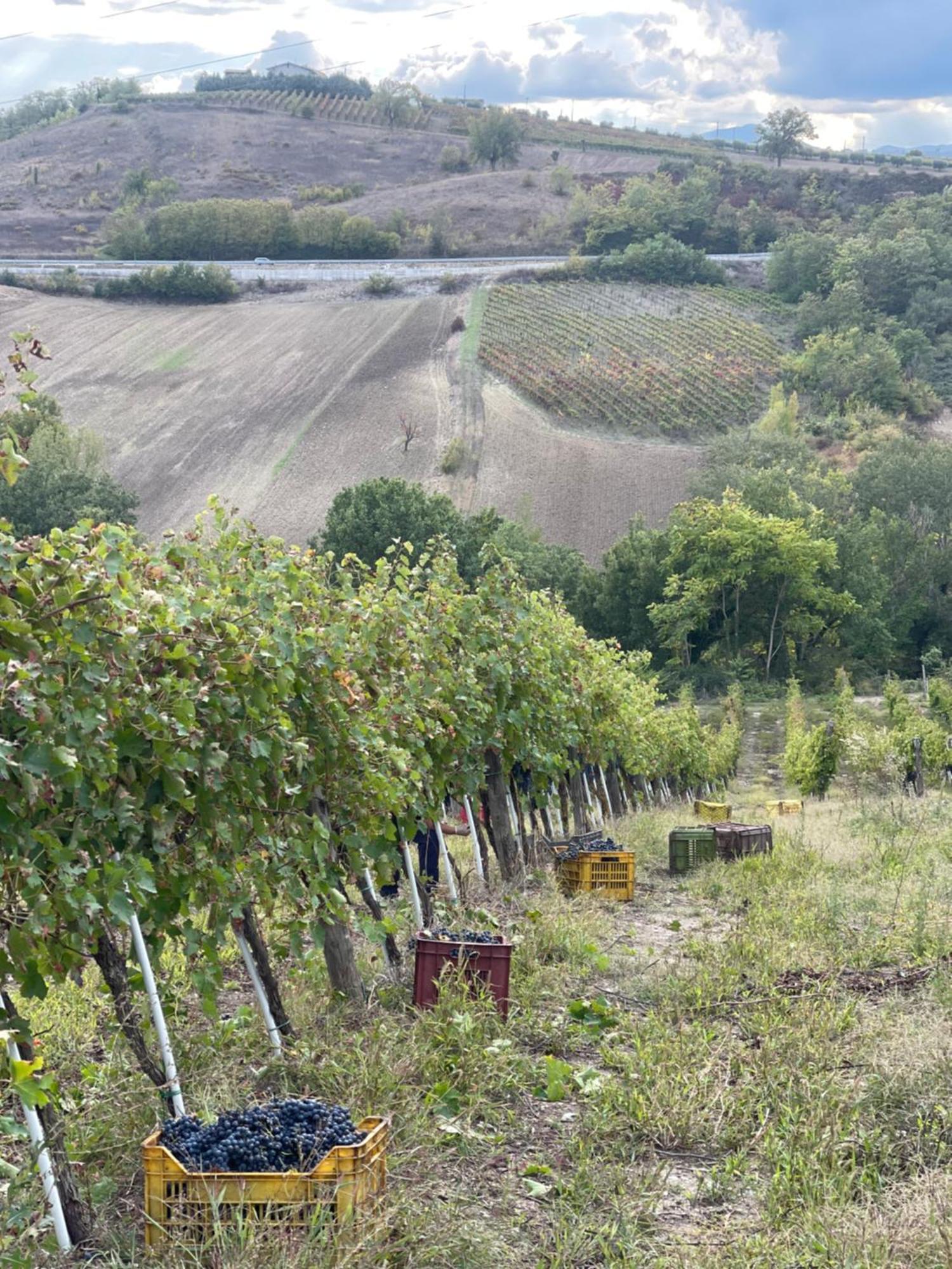 Azienda Agricola Ponterotto Mirabella Eclano Luaran gambar