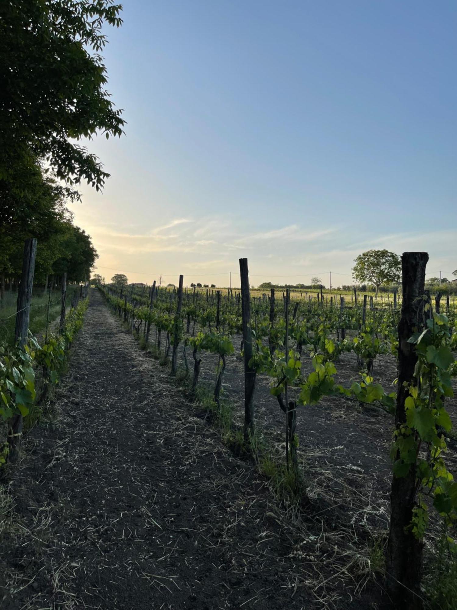 Azienda Agricola Ponterotto Mirabella Eclano Luaran gambar