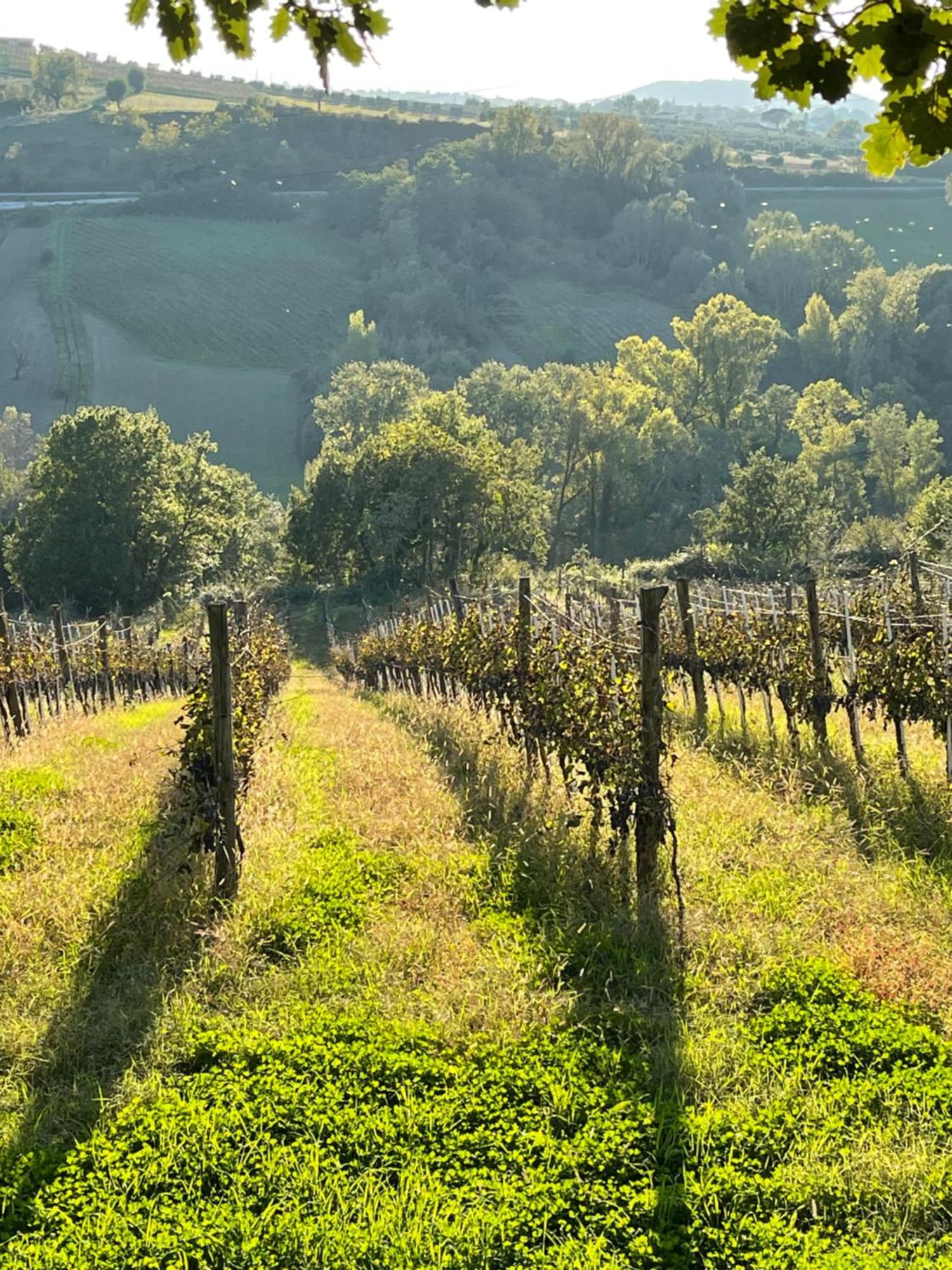 Azienda Agricola Ponterotto Mirabella Eclano Luaran gambar