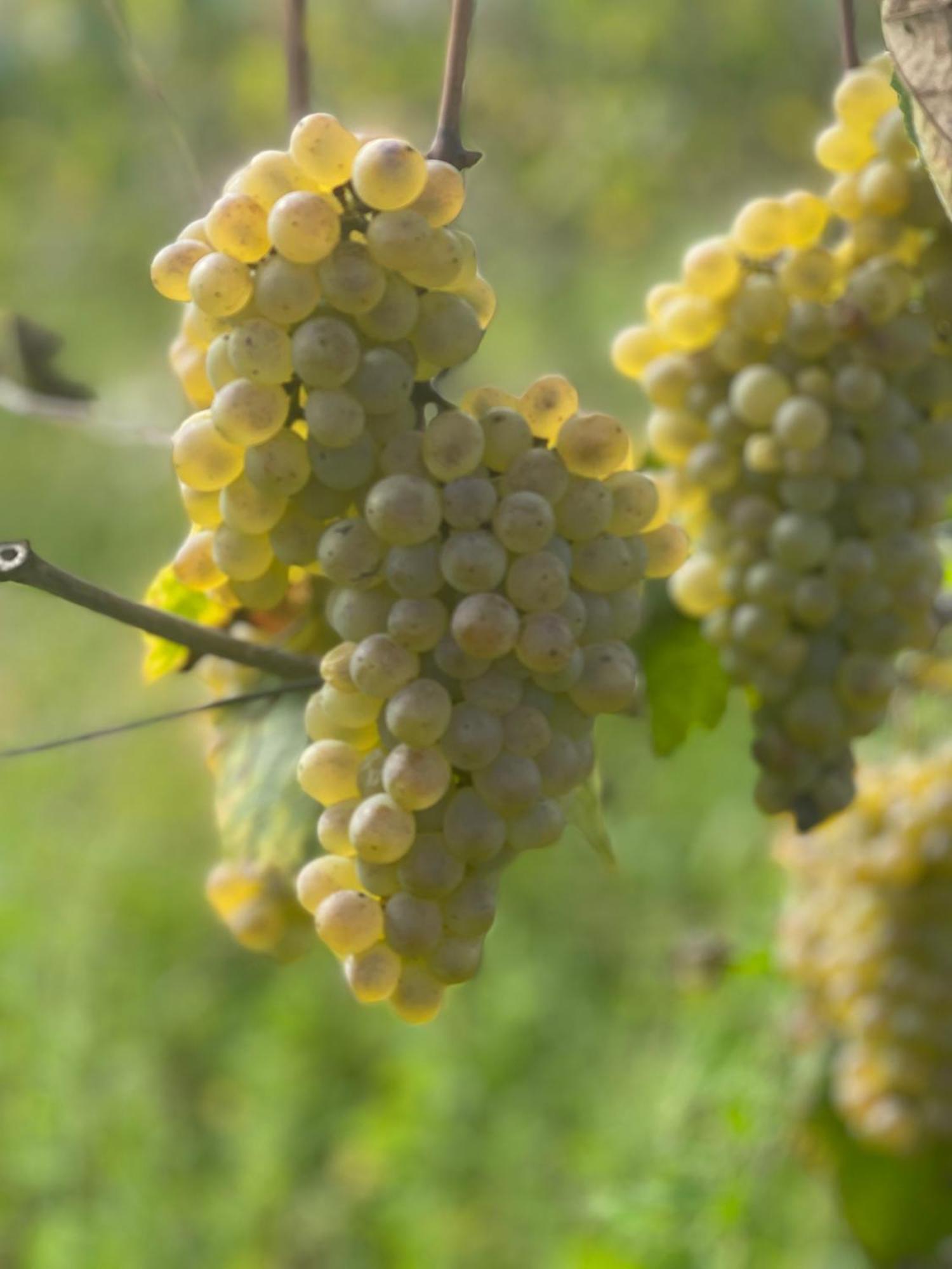 Azienda Agricola Ponterotto Mirabella Eclano Luaran gambar