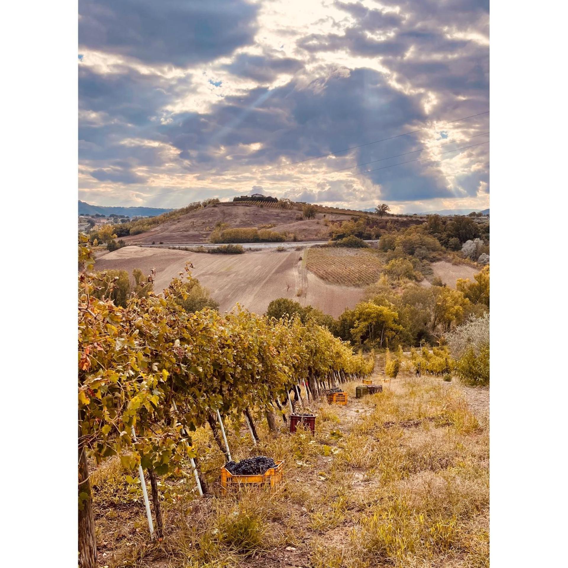Azienda Agricola Ponterotto Mirabella Eclano Luaran gambar