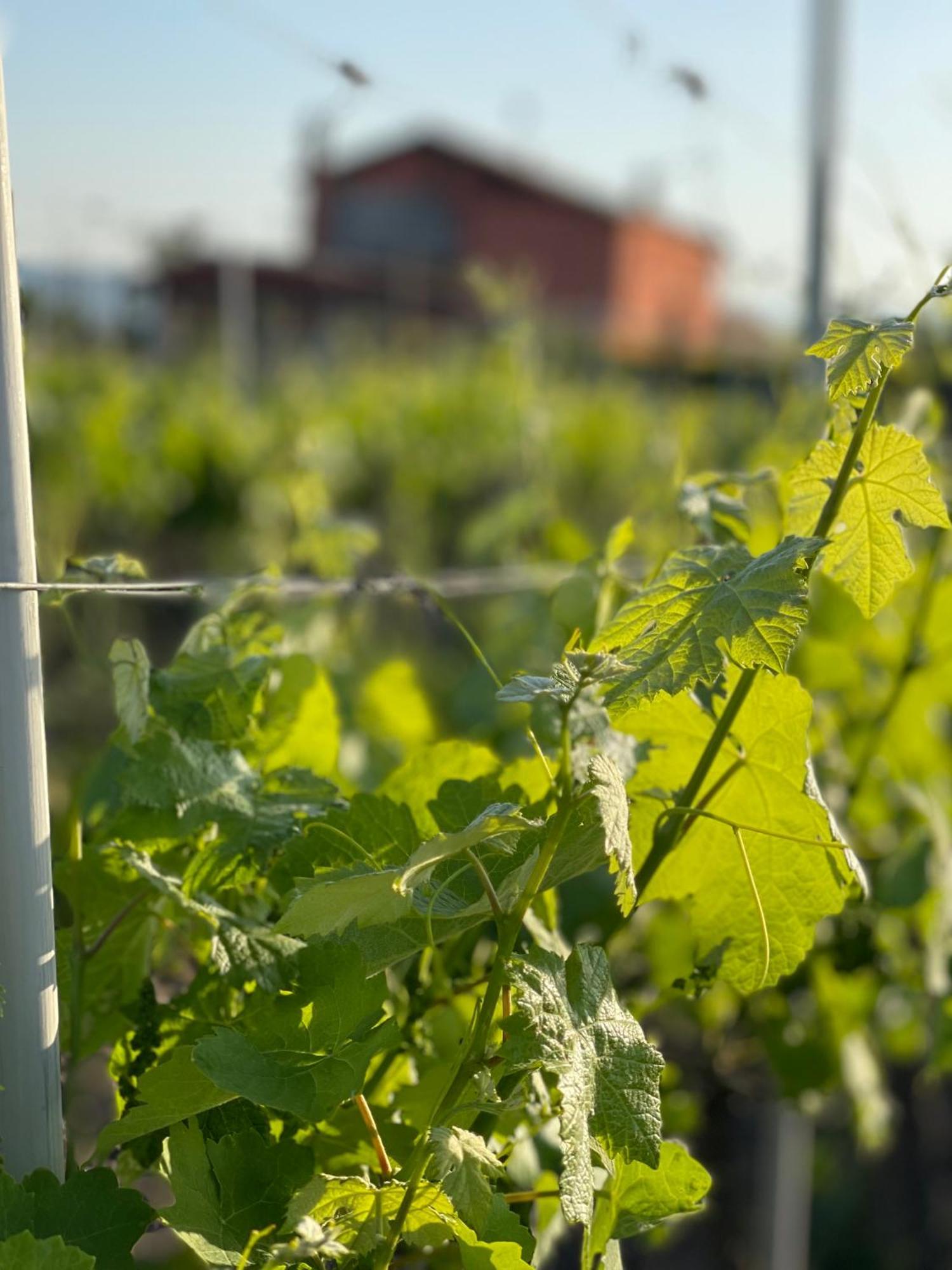 Azienda Agricola Ponterotto Mirabella Eclano Luaran gambar