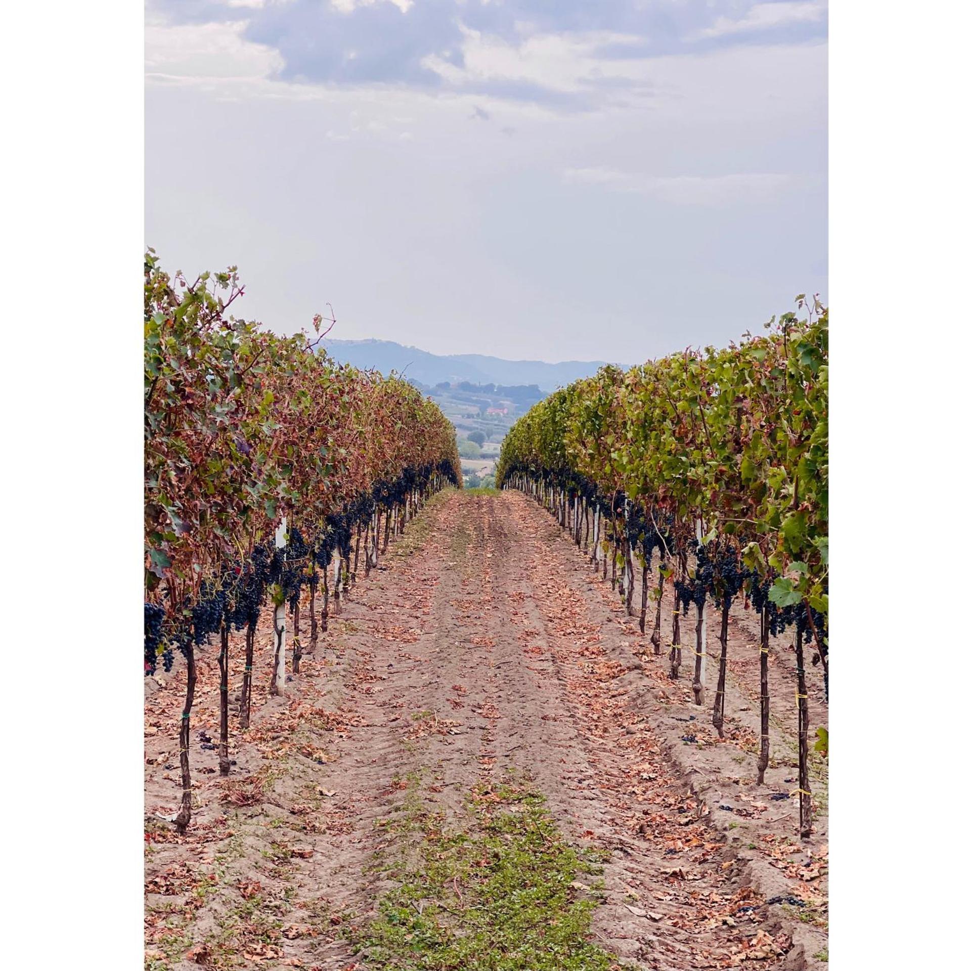 Azienda Agricola Ponterotto Mirabella Eclano Luaran gambar